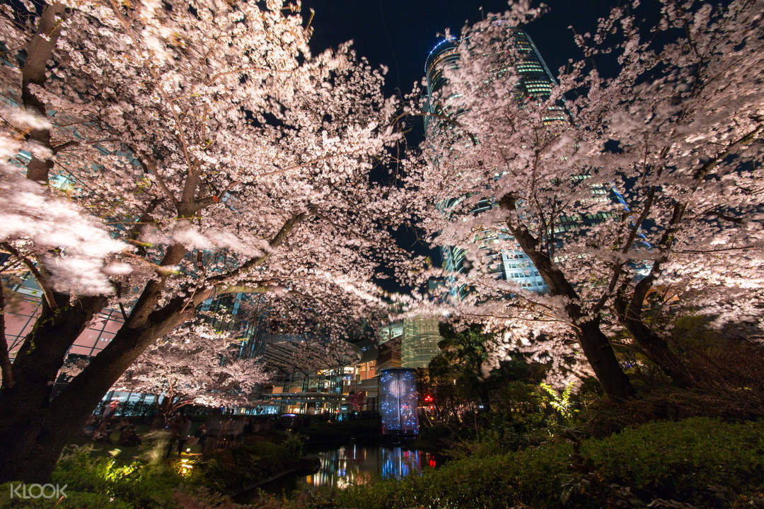 Cherry Blossom Tour & River Cruise in Tokyo, Japan